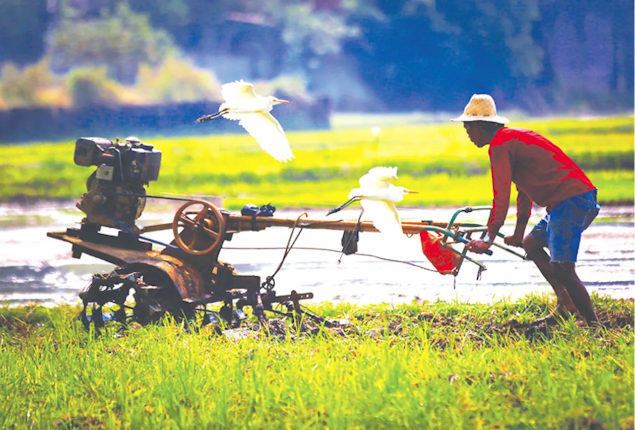 Philippine Farm Output Contracts by 2.2% in 2024 Due to Weather Disruptions