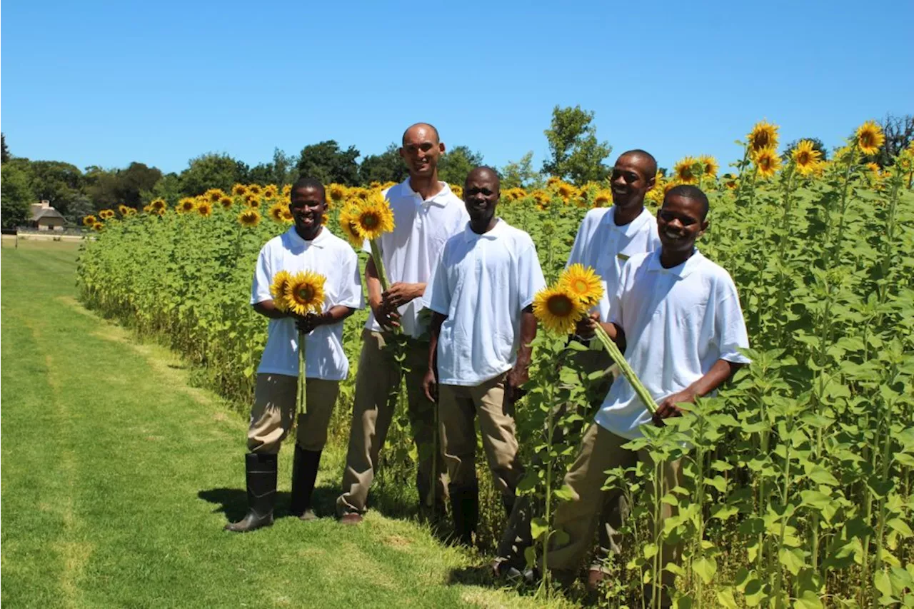 Sunflower celebration in full bloom at Vergelegen Wine Estate