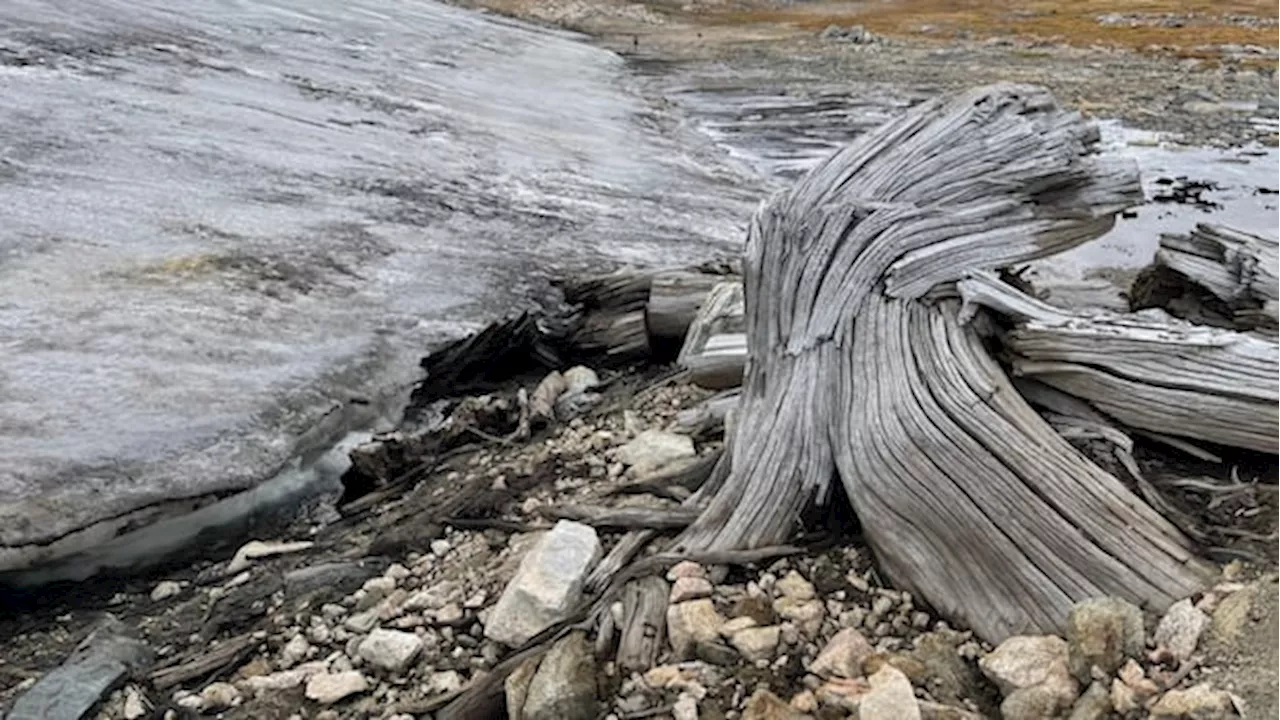 Ancient 6,000-Year-Old Forest Unearthed in Melting Wyoming Ice