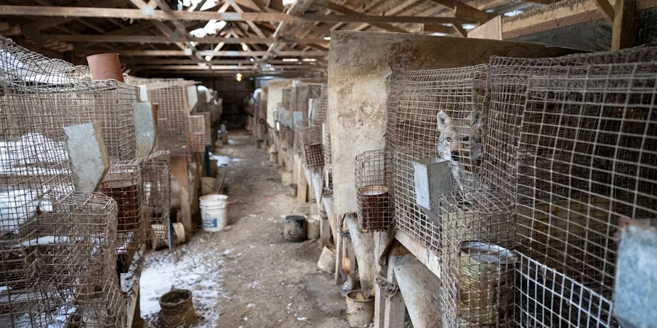 ‘It’s haunting’Hundreds of animals rescued from fur, urine farm near Cleveland