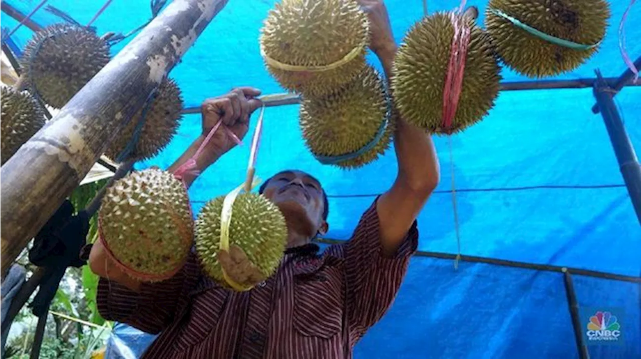 China Tantang Dominasi ASEAN dalam Produksi Durian