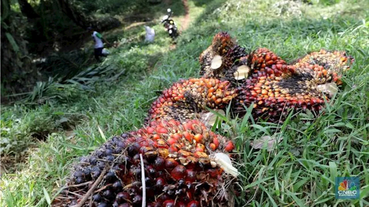 Harga CPO Tetap Menjadi Perhatian: Tantangan dan Peluang bagi Industri Kelapa Sawit