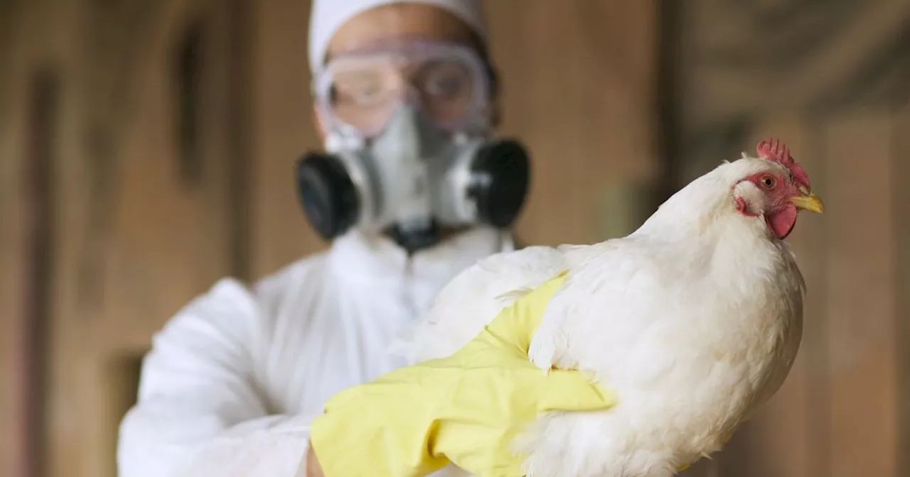 UK Faces Widespread Bird Flu Outbreak, H5N1 Detected in Scotland and England