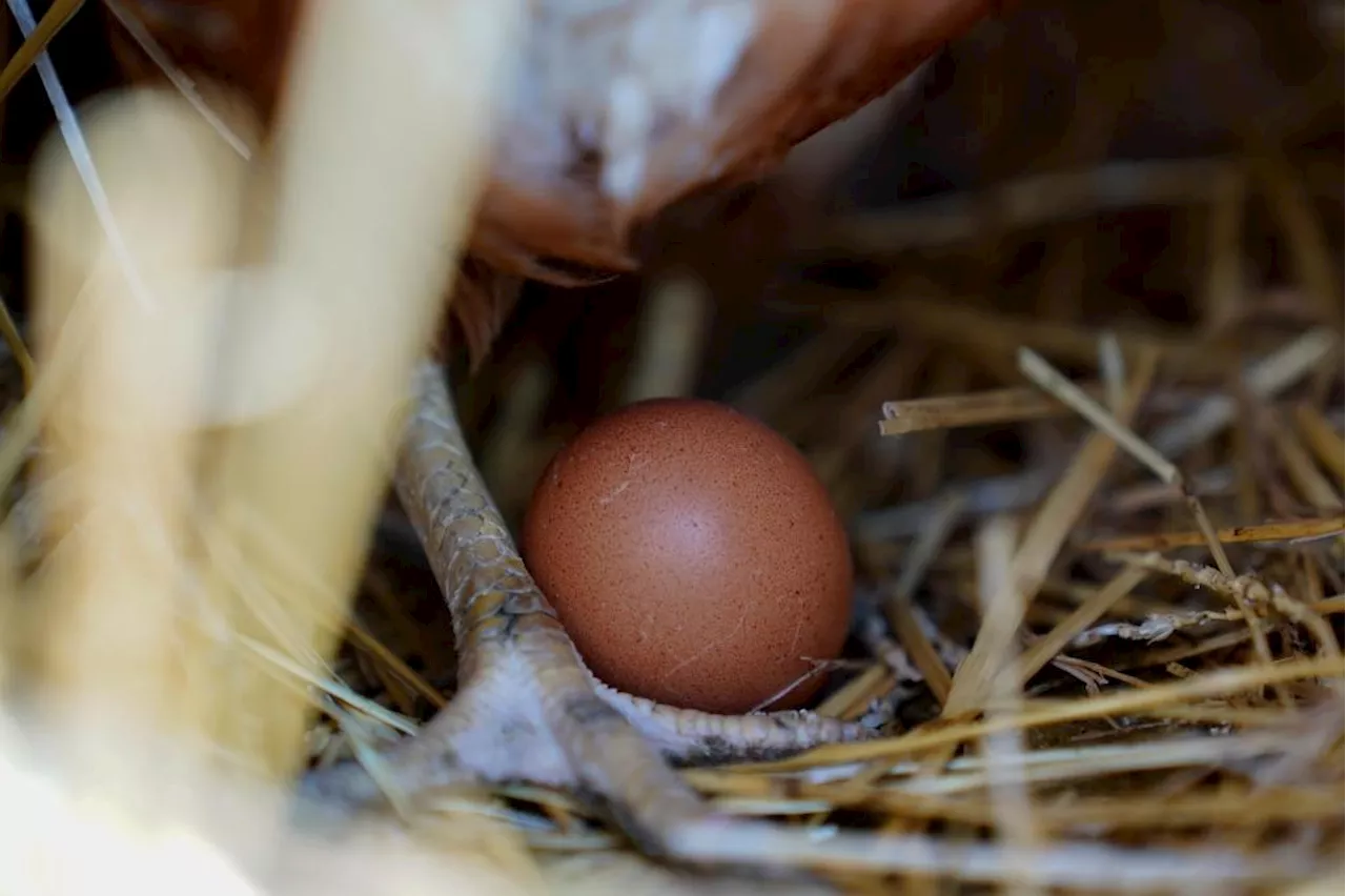 Colorado Lawmaking Seeks to Lower Egg Prices Amidst Avian Flu