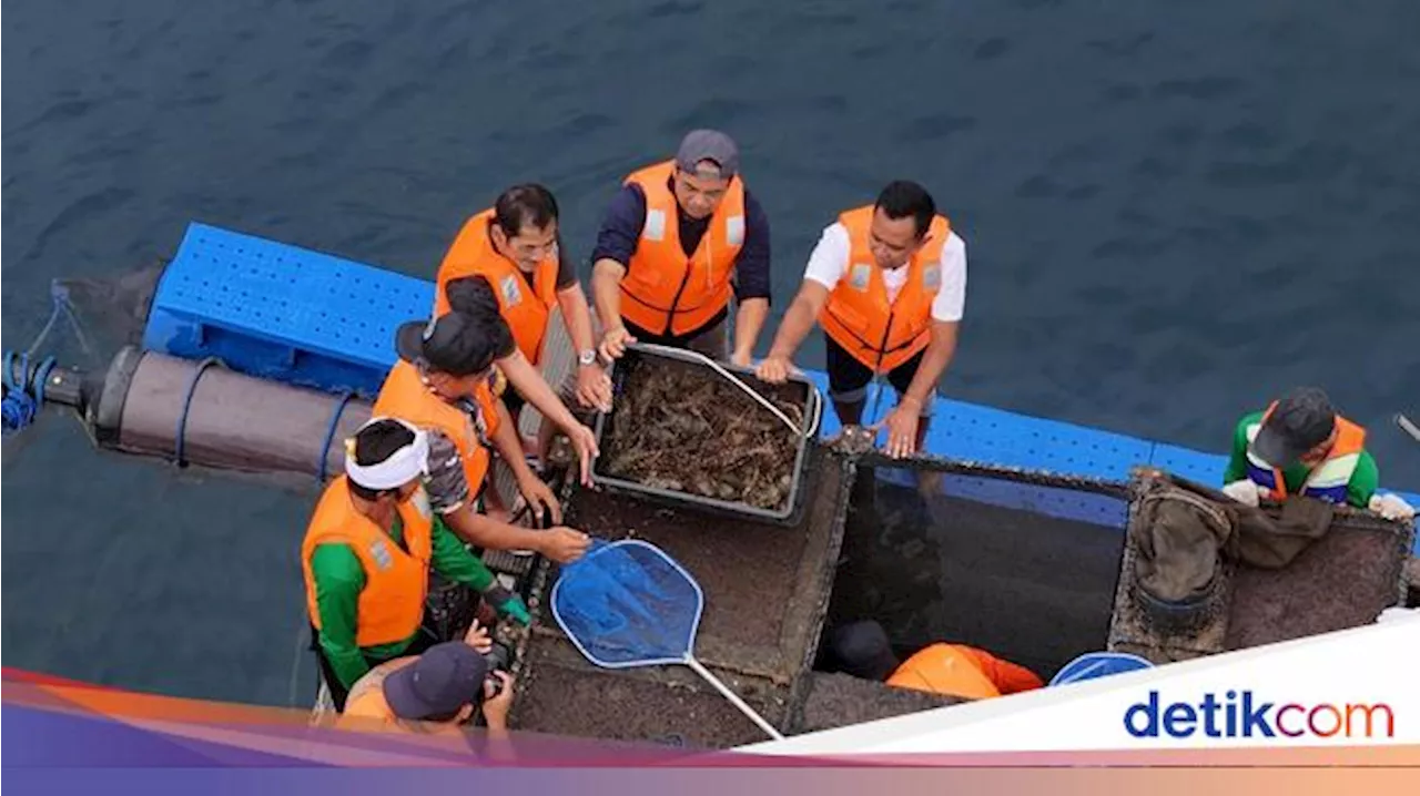 Panen Perdana Lobster di Jembrana Bali, KKP: Langkah Maju Budidaya Nasional