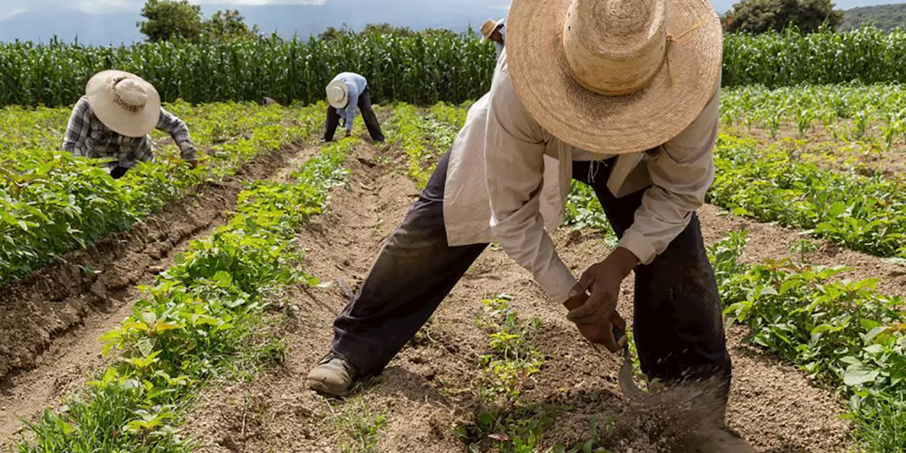 Crisis climática pone en riesgo la seguridad alimentaria de parte de México y Centroamérica: FAO