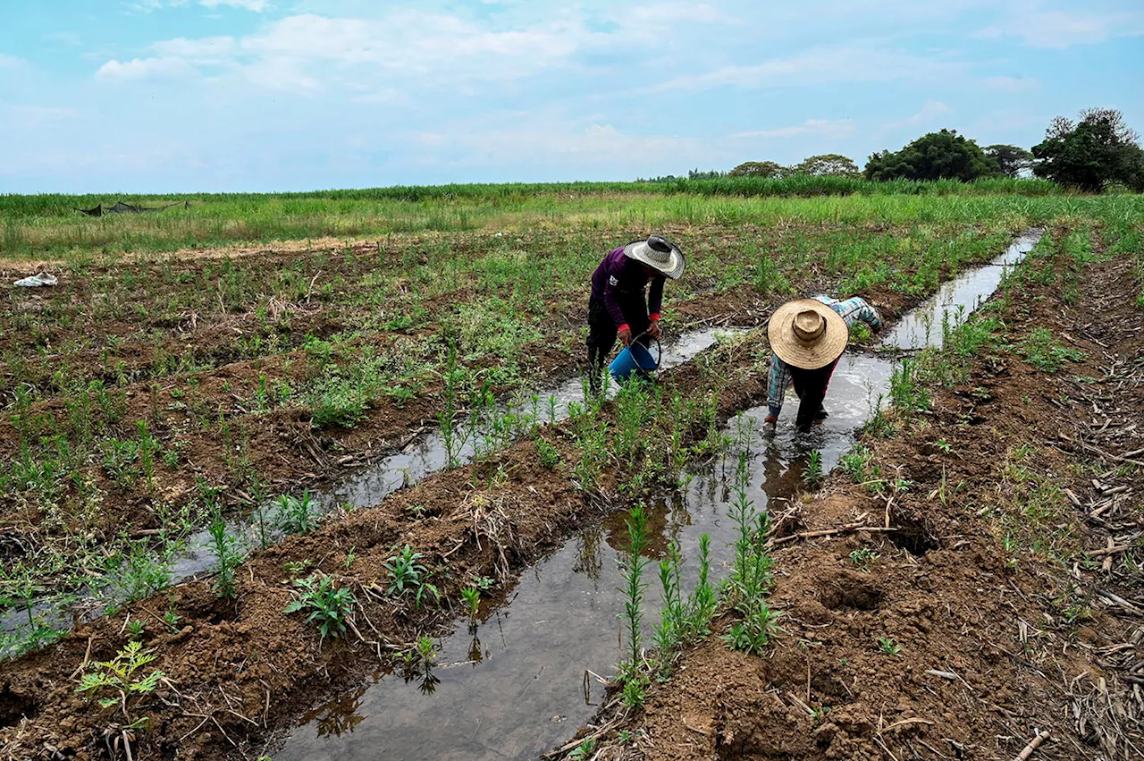 Sequías amenazan la seguridad alimentaria en 14 países de México y Centroamérica