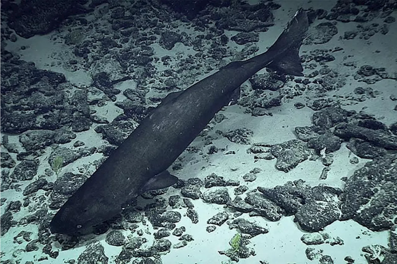 Pacific Sleeper Shark Discovered in Tonga Trench