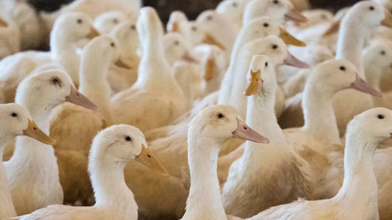 New, Rare Bird Flu Strain Detected in California