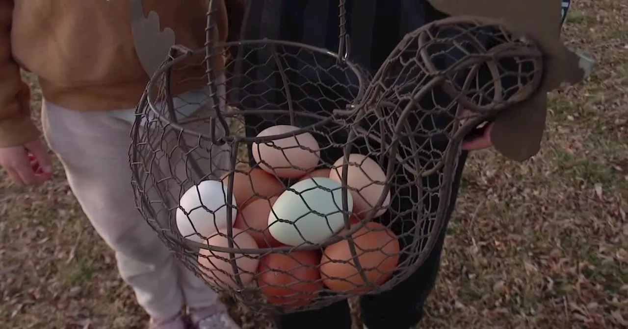 Utahns Turn to Backyard Chickens Amid Rising Egg Prices