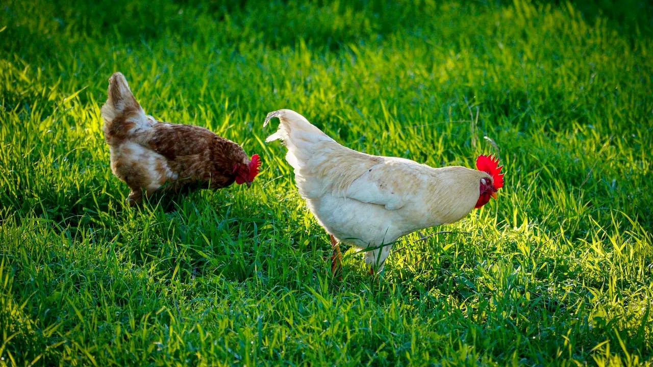 Pennsylvania Confirms First Case of Highly Pathogenic Avian Influenza in Poultry