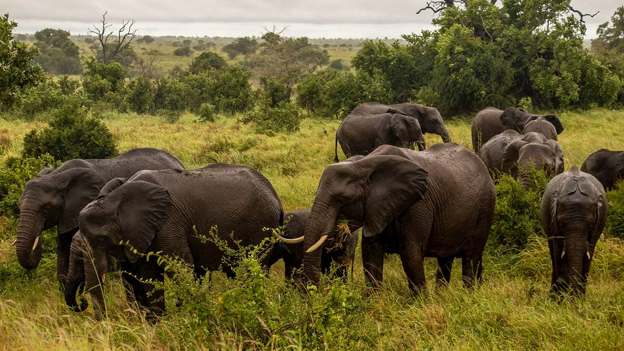 Tourist Trampled to Death by Elephant While Protecting Children in South Africa's Kruger National Park