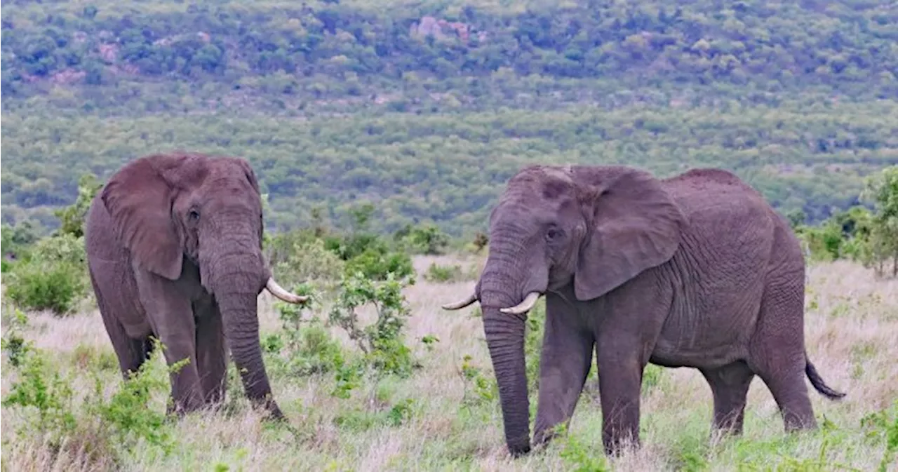 Elephant Tramples to Death Visitor at Kruger National Park