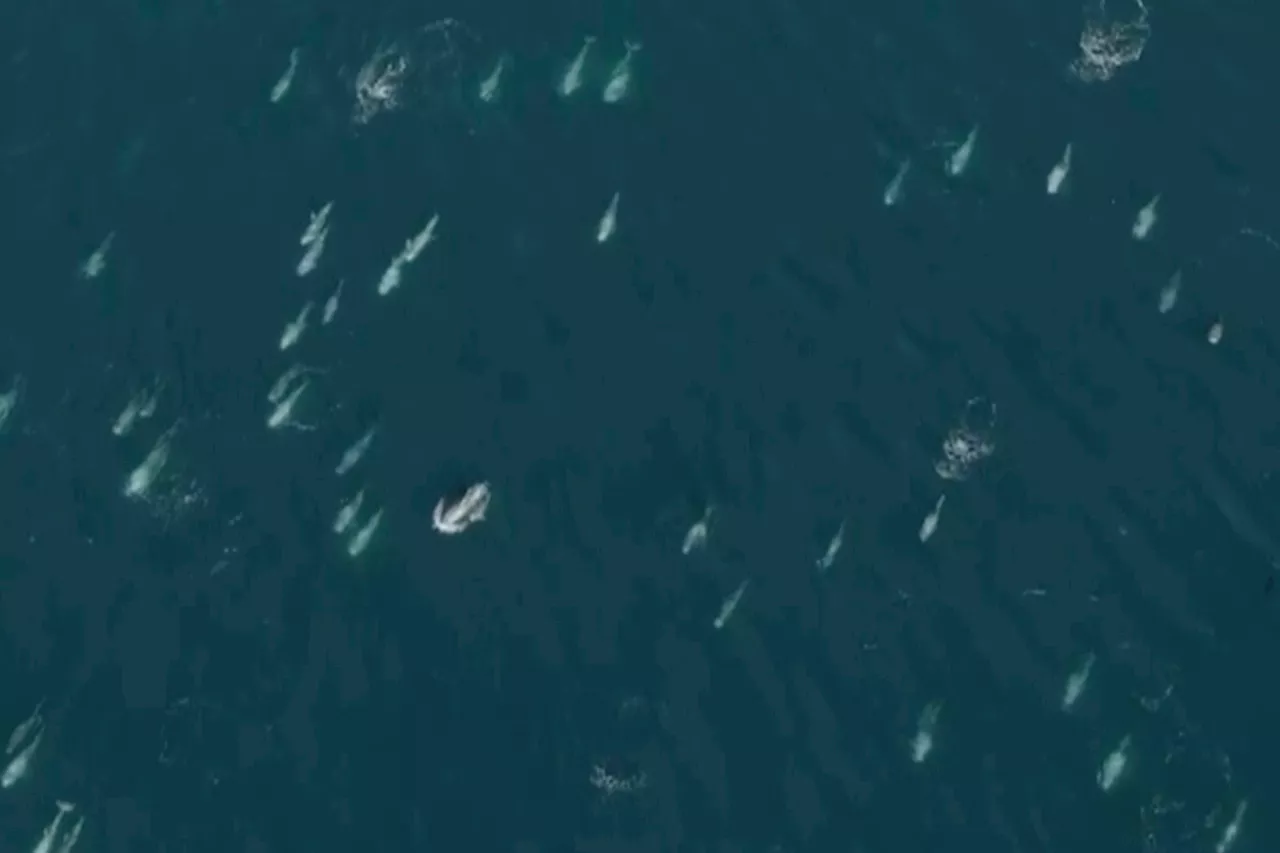 Thousands of Risso's Dolphins Form a 'Super Pod' Off California Coast