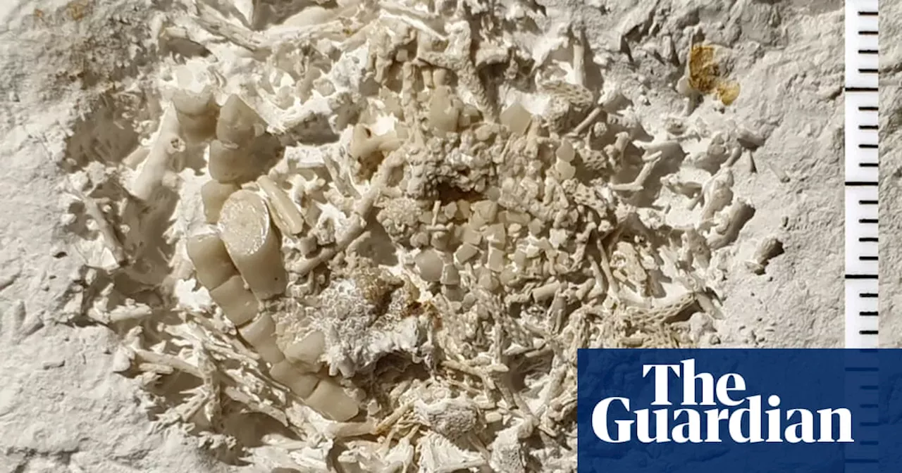 66-Million-Year-Old Fossilized Vomit Found in Denmark