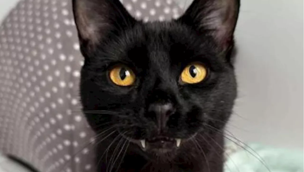 Archie, il gatto nero vampiro ha aspettato 120 giorni per posare le sue zanne sulla famiglia perfetta