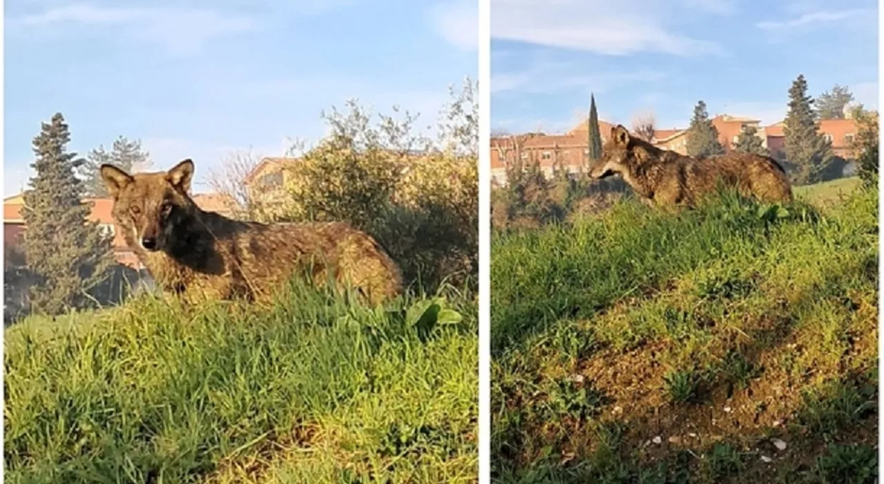 Lupo incontrato a Mondolfo: un'esplosione di gioia sui social