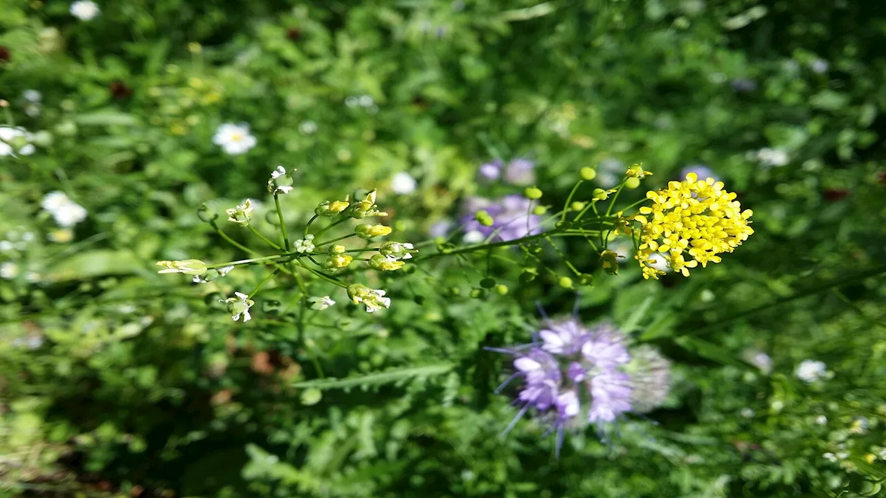 US scientists engineer plant to harvest precious minerals, improve soil, create biofuel