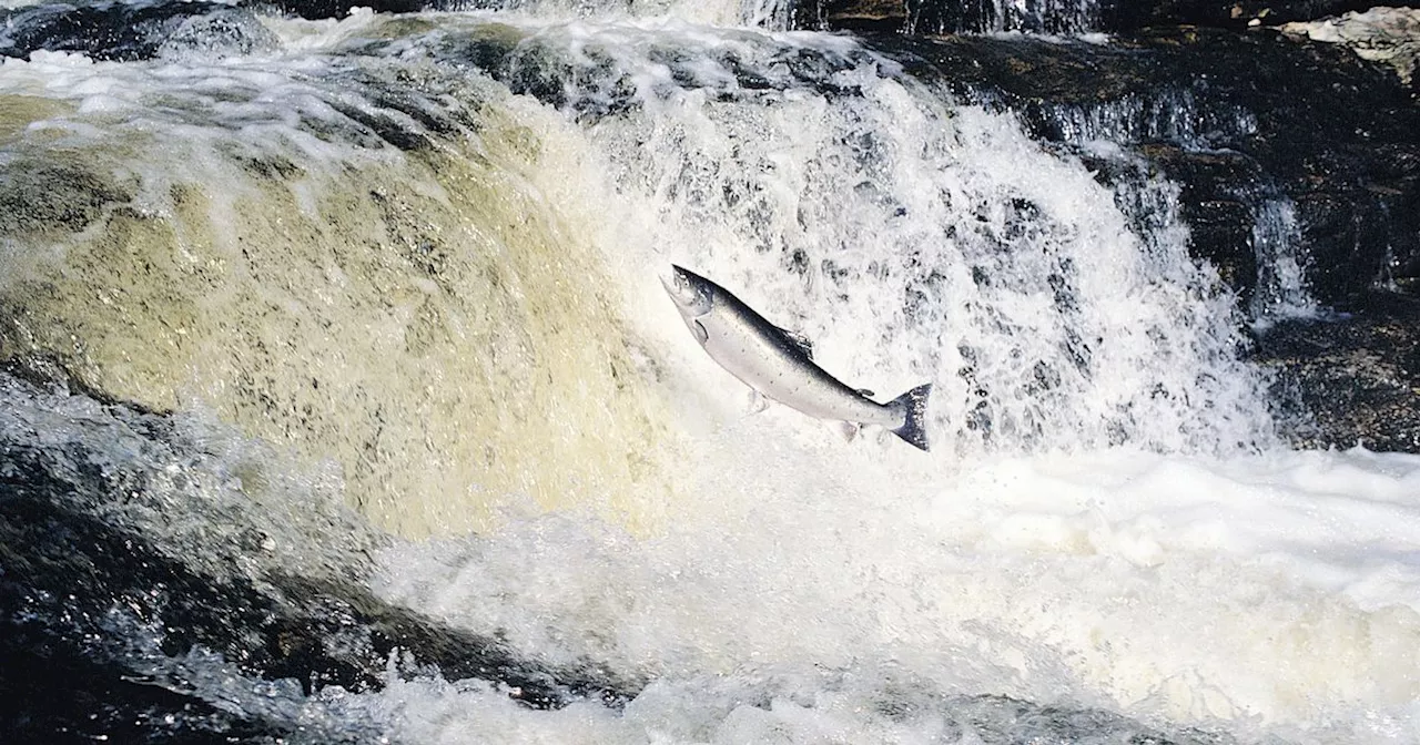 Salmon's Epic Journey: From Greenland to Mayo River