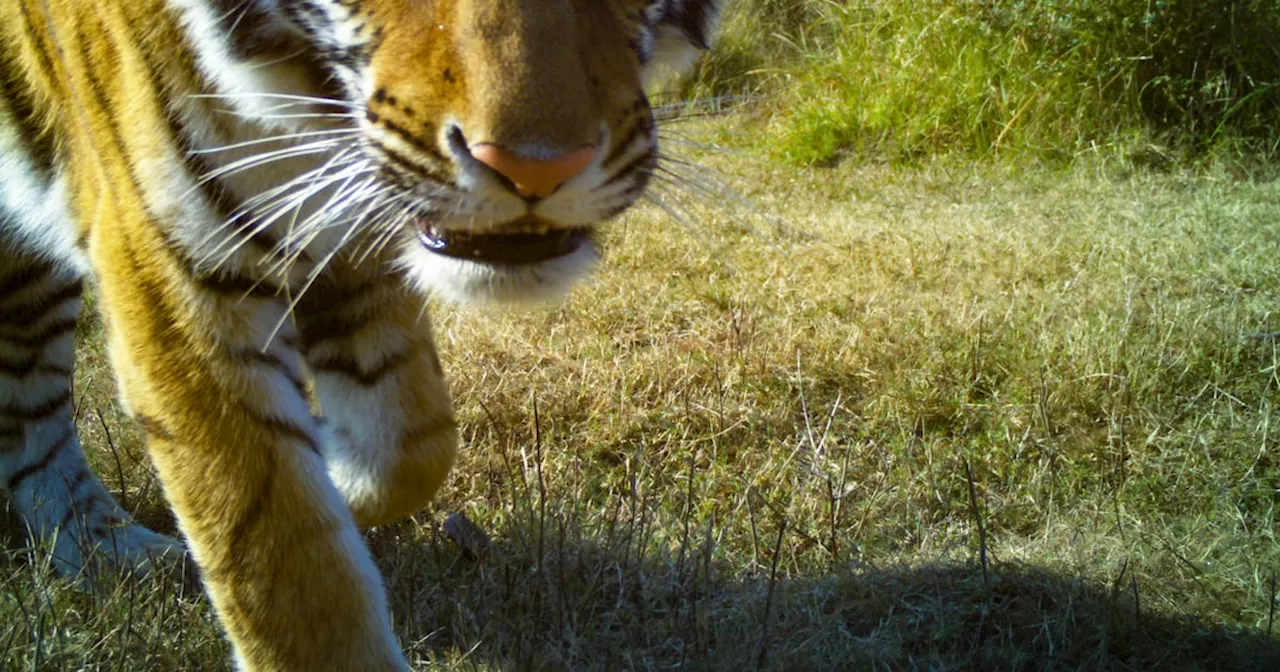 Nepal suggests ‘gifting’ tigers abroad as population grows