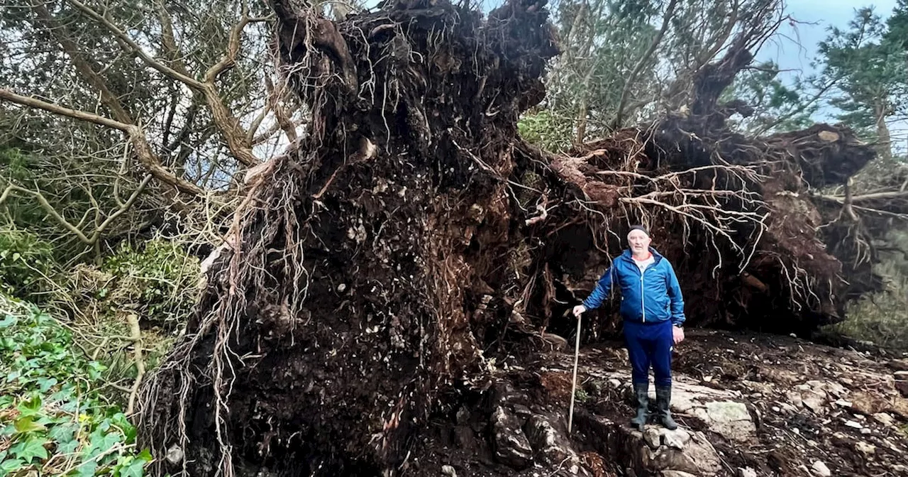 Storm Éowyn Leaves Trail of Destruction in West Galway