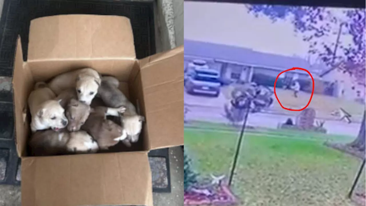 Family Finds 6 Puppies on Their Porch