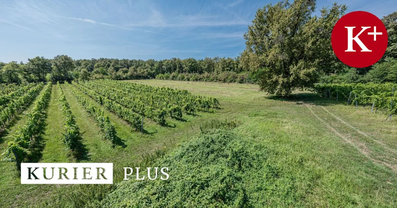 Diözese Eisenstadt kauft Weingut Schützenhof am Eisenberg