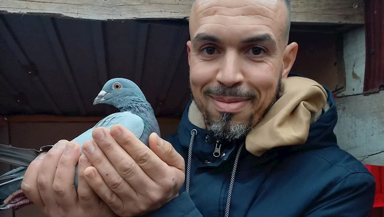 Des pigeons voyageurs bichonnés comme des enfants