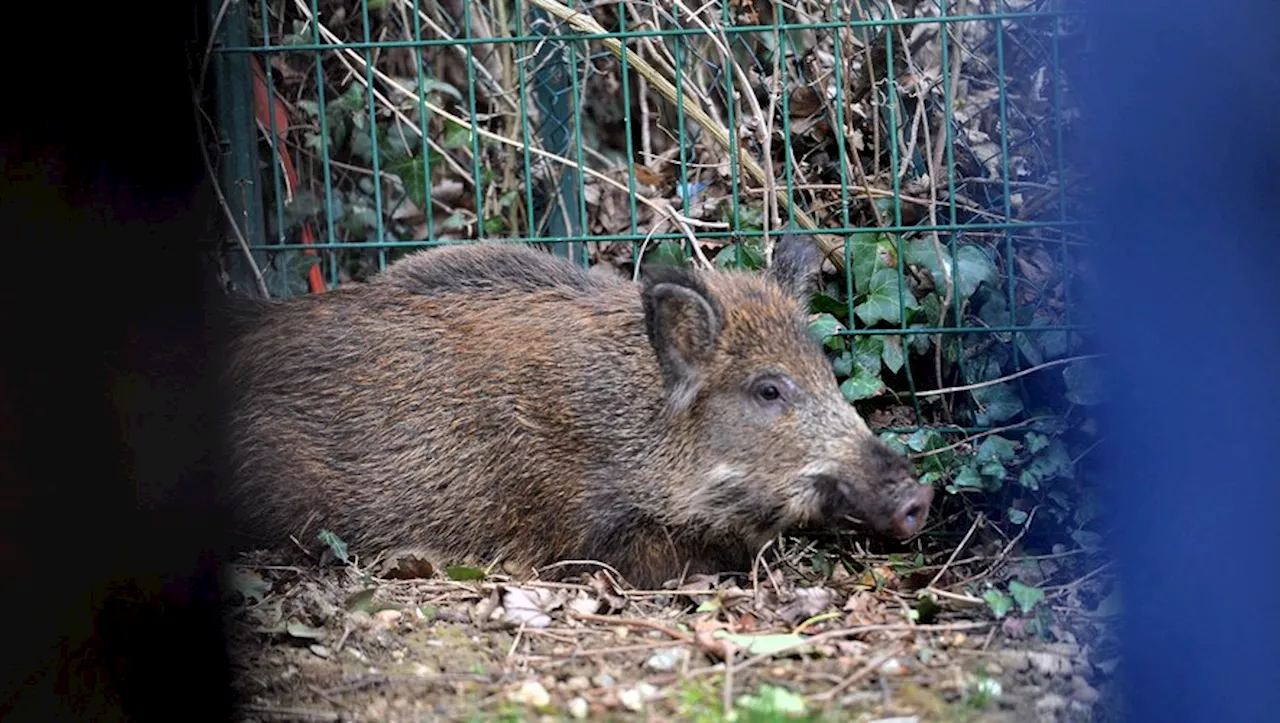 Sanglier blessé, chasse hors de contrôle : un couple gravement blessé en Aveyron demande justice