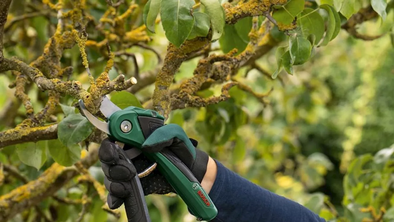 Soldes jardin : Amazon n’en fait qu’à sa tête et brade le prix de ce sécateur sans fil Bosch