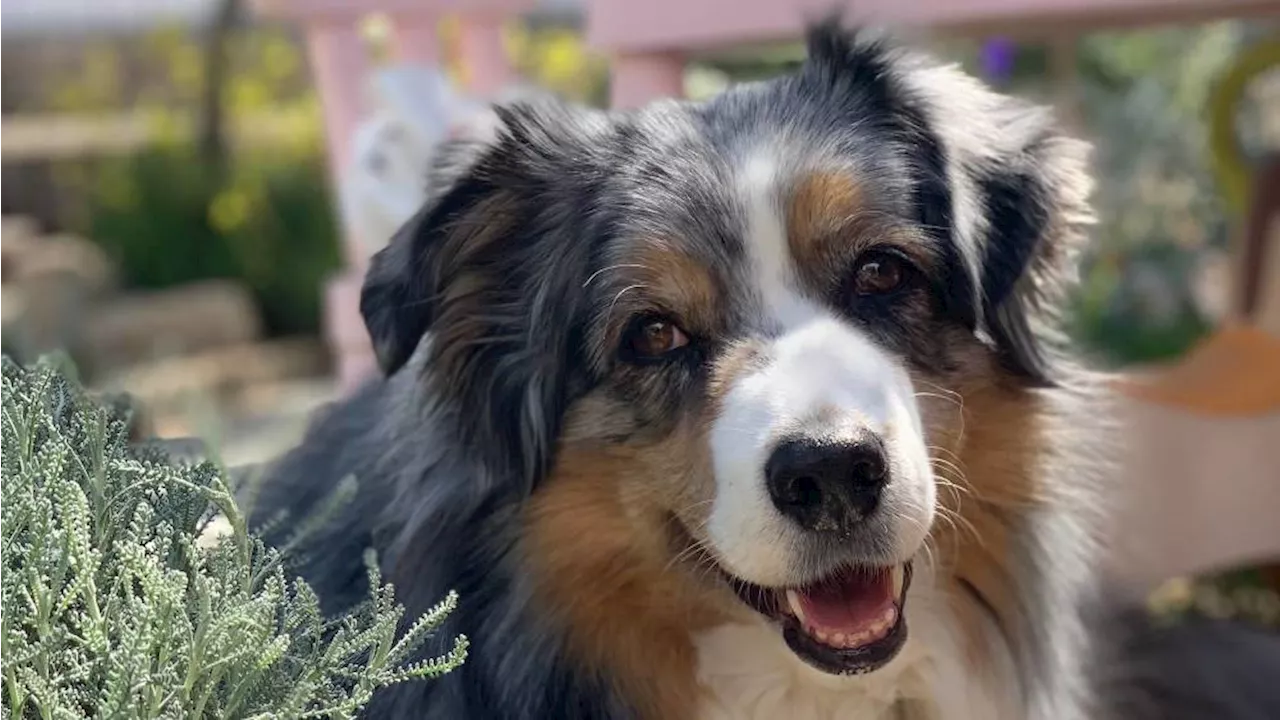 'C'est une super race' : pourquoi le berger australien est le chien préféré des Provençaux