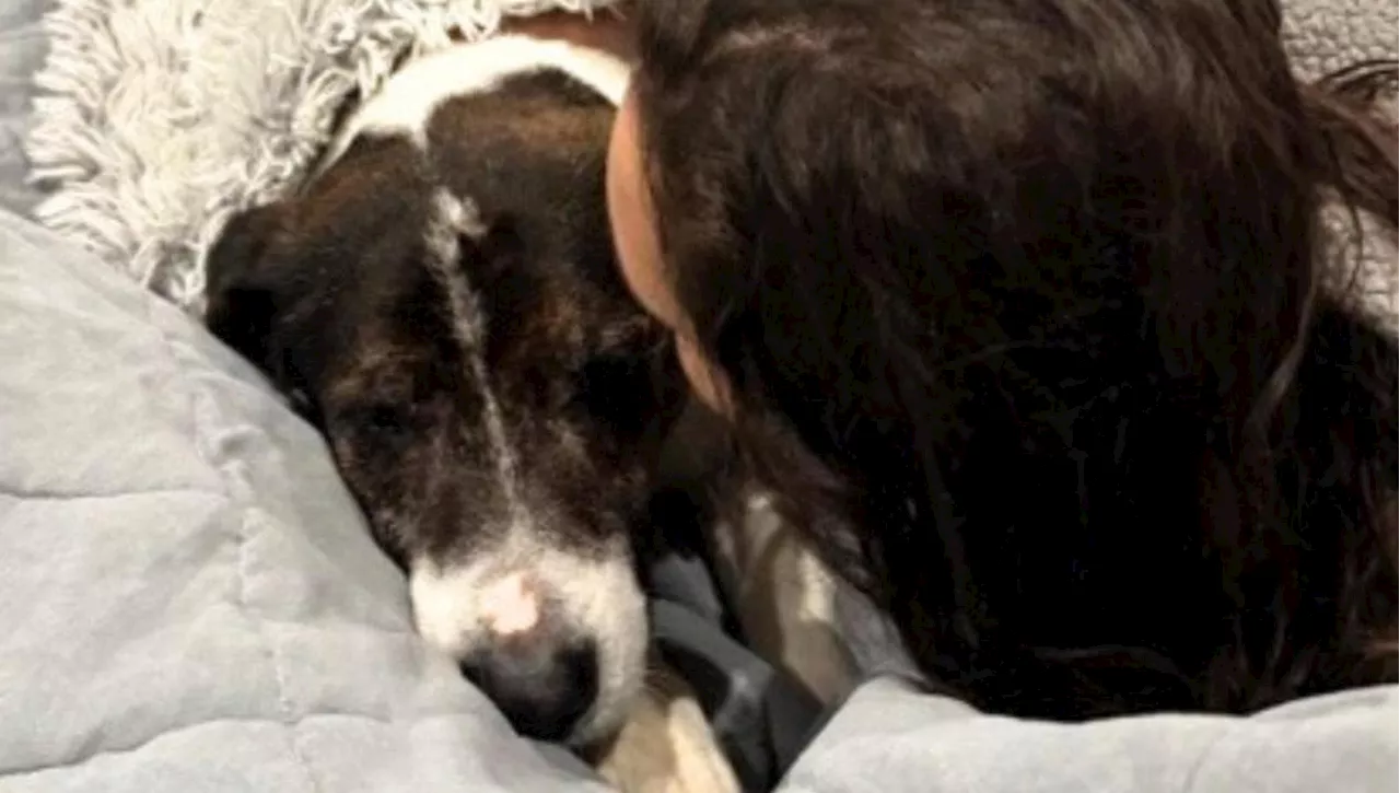 La storia di Henree, il cane sordo abbandonato per errore nel rifugio durante gli incendi di Los Angeles