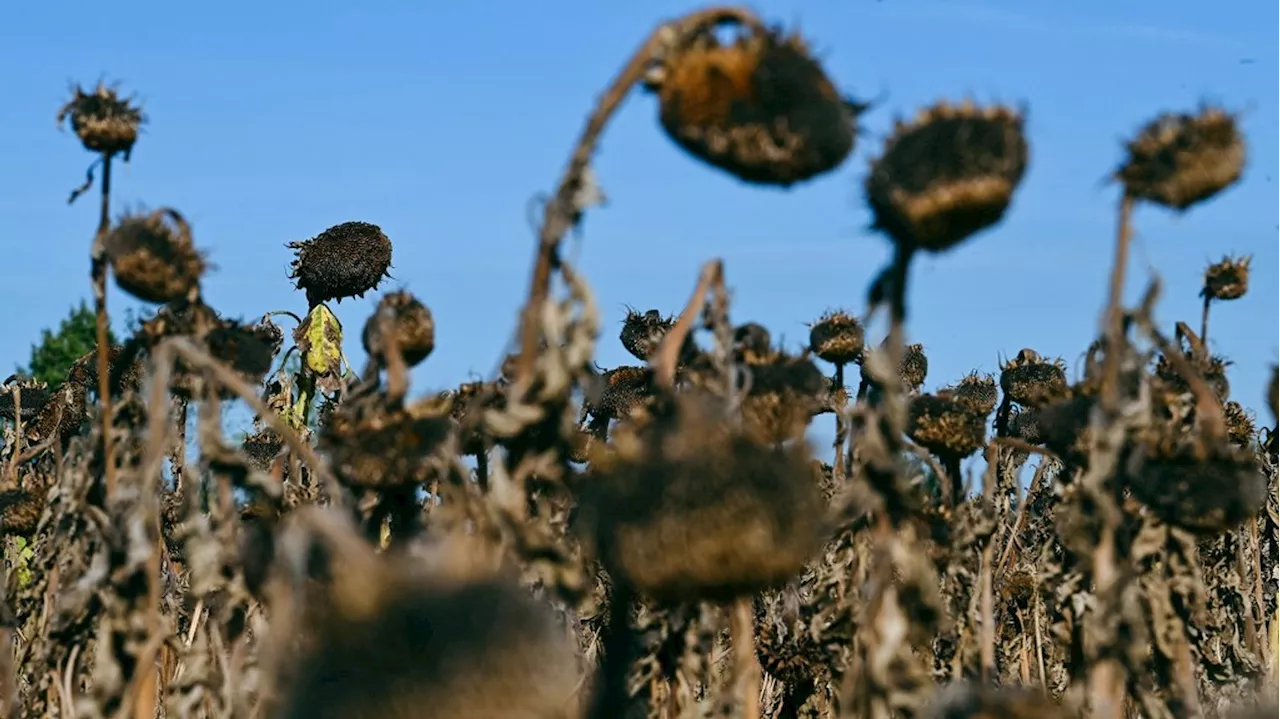 Le réchauffement climatique : plus de morts par la chaleur que par le froid en Europe d'ici 2100