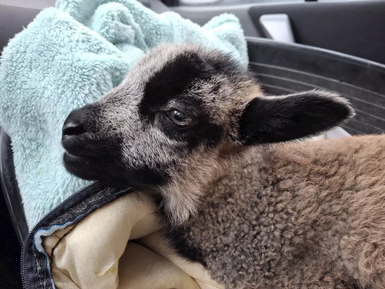 Un agneau croisé et prématuré suscite l'émerveillement dans une ferme de Picardie