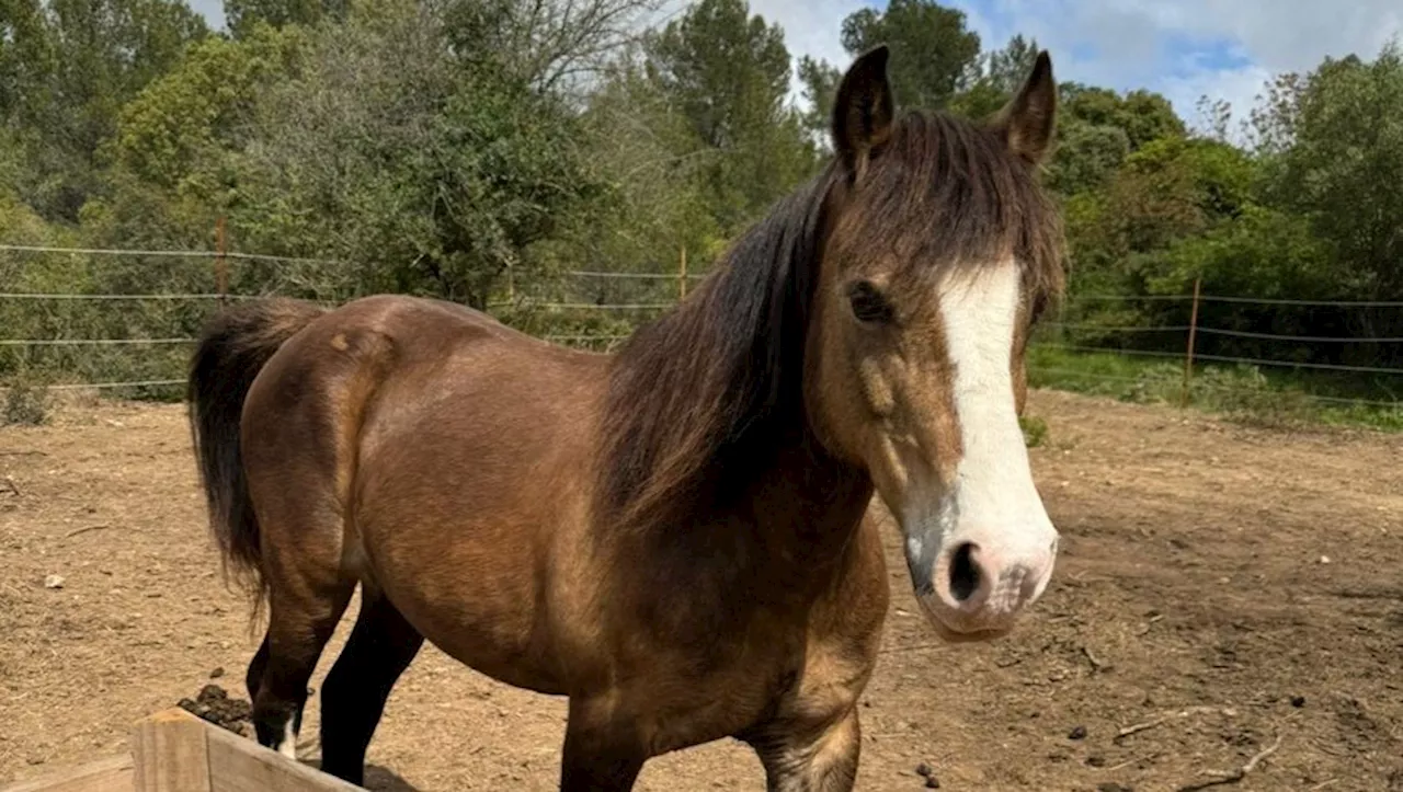 Un poney empoisonné à Balaruc-le-Vieux : le bilan s'alourdit dans le bassin de Thau