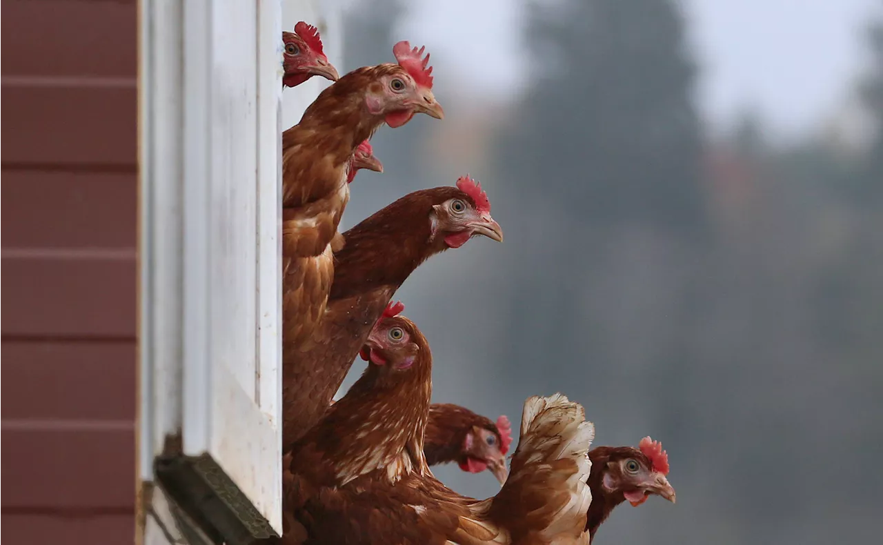 Bird Flu Case Confirmed in Britain Sparks Concern for Ireland