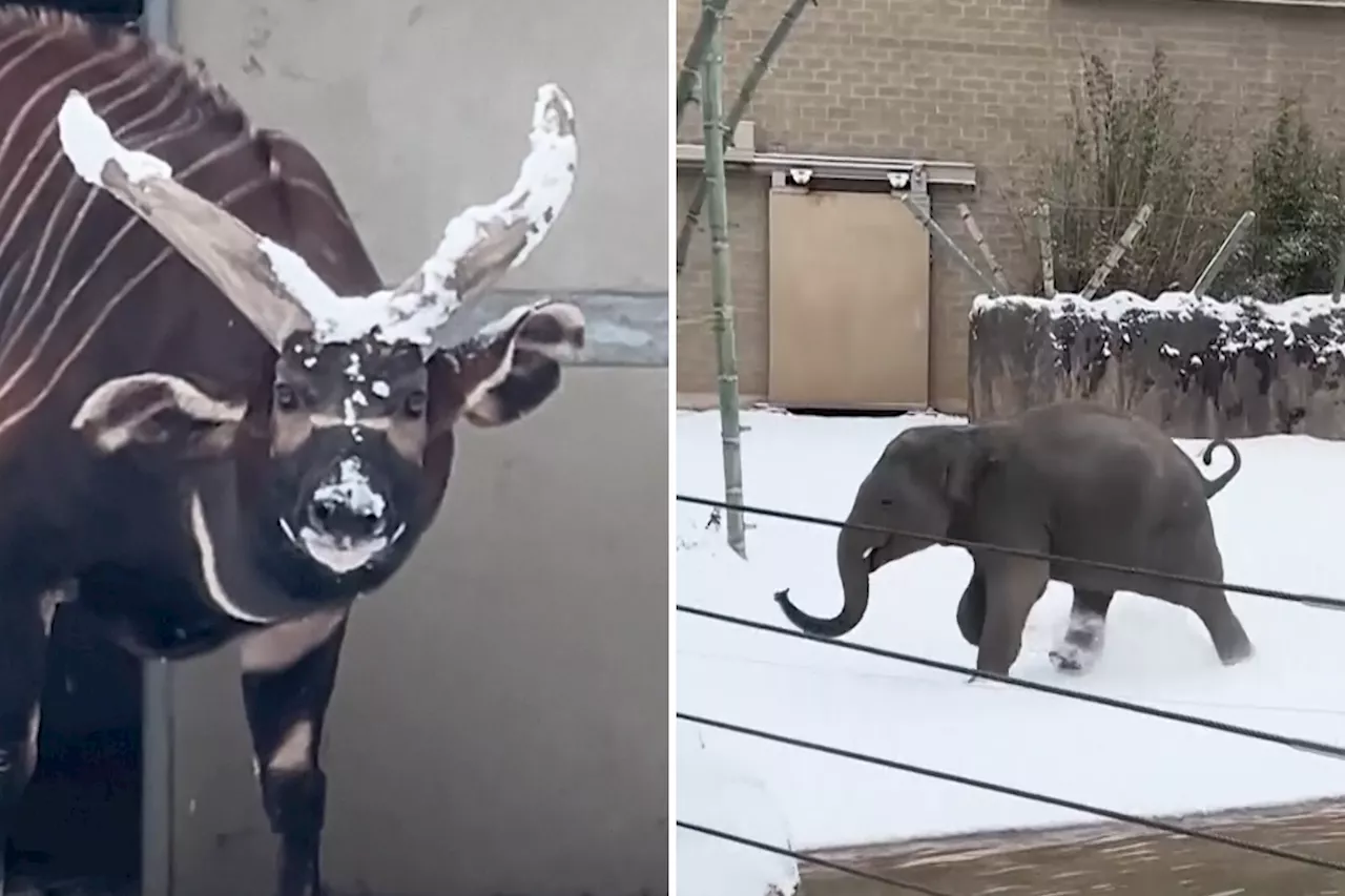 Houston Zoo Animals Delight in Rare Snowstorm