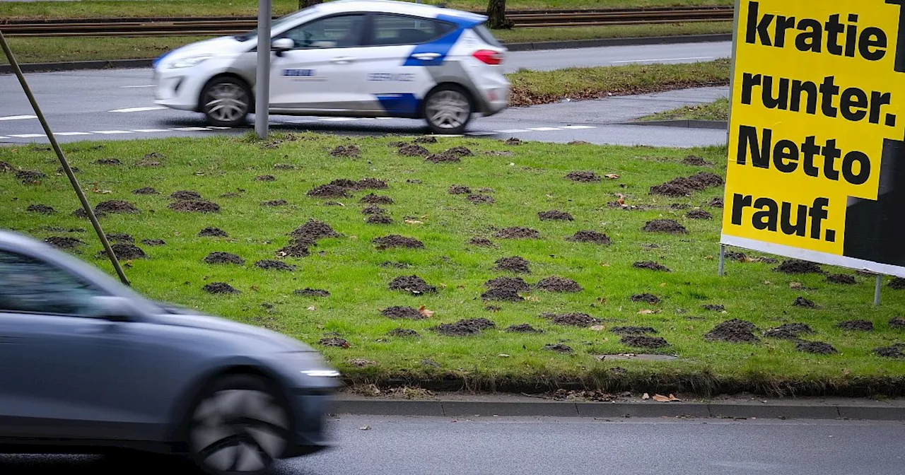 Invasion der Maulwürfe: Bielefelder Adenauerplatz mit Hügeln übersäht