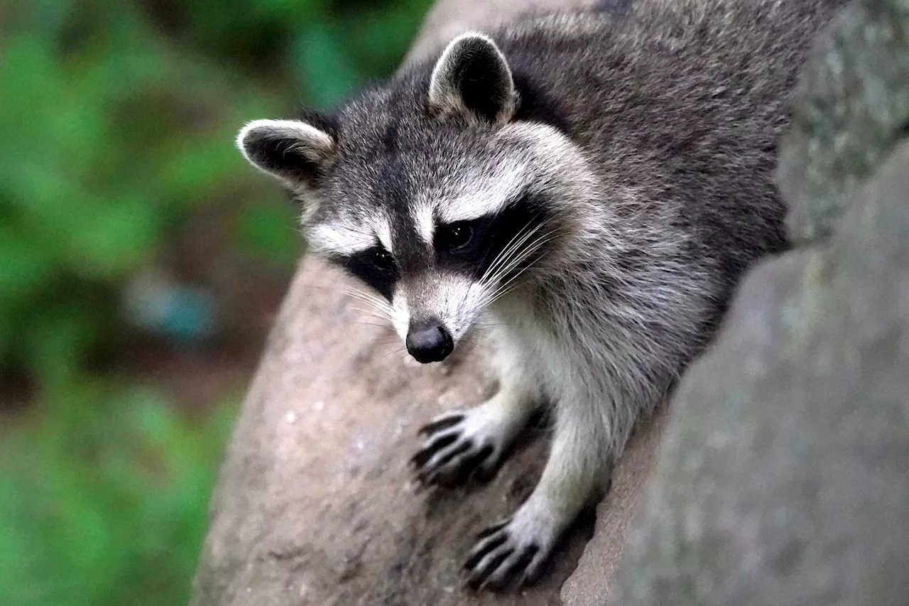 Dead raccoons found at Long Island historical site prompt warnings for pet owners