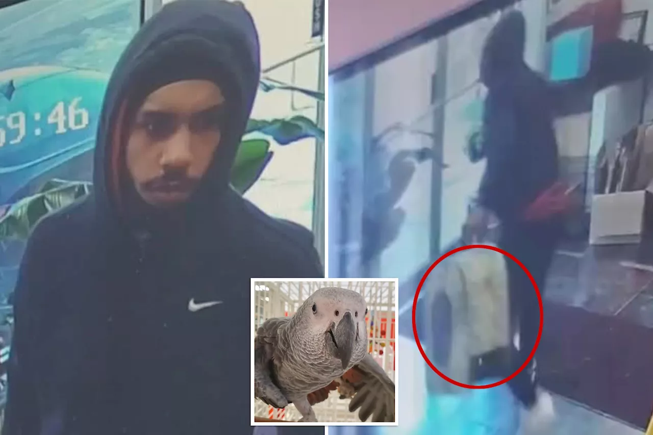 Thief caught on camera brazenly swiping $7K parrot from NJ shop