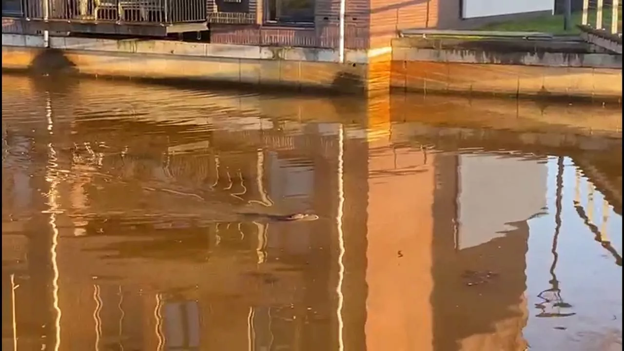 Bever trekt bewoners van Bredase wijk Kroeten in de ban