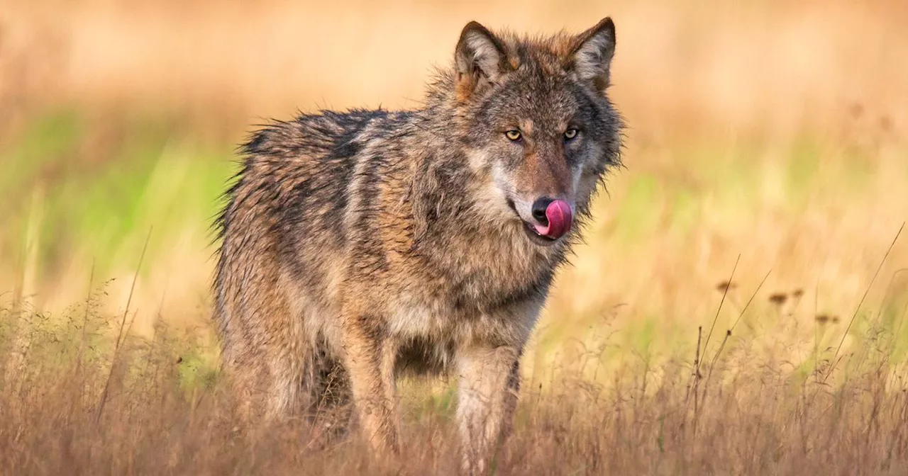 Stalhouderij eis hogere vergoeding voor wolvenaanvallen op schapen