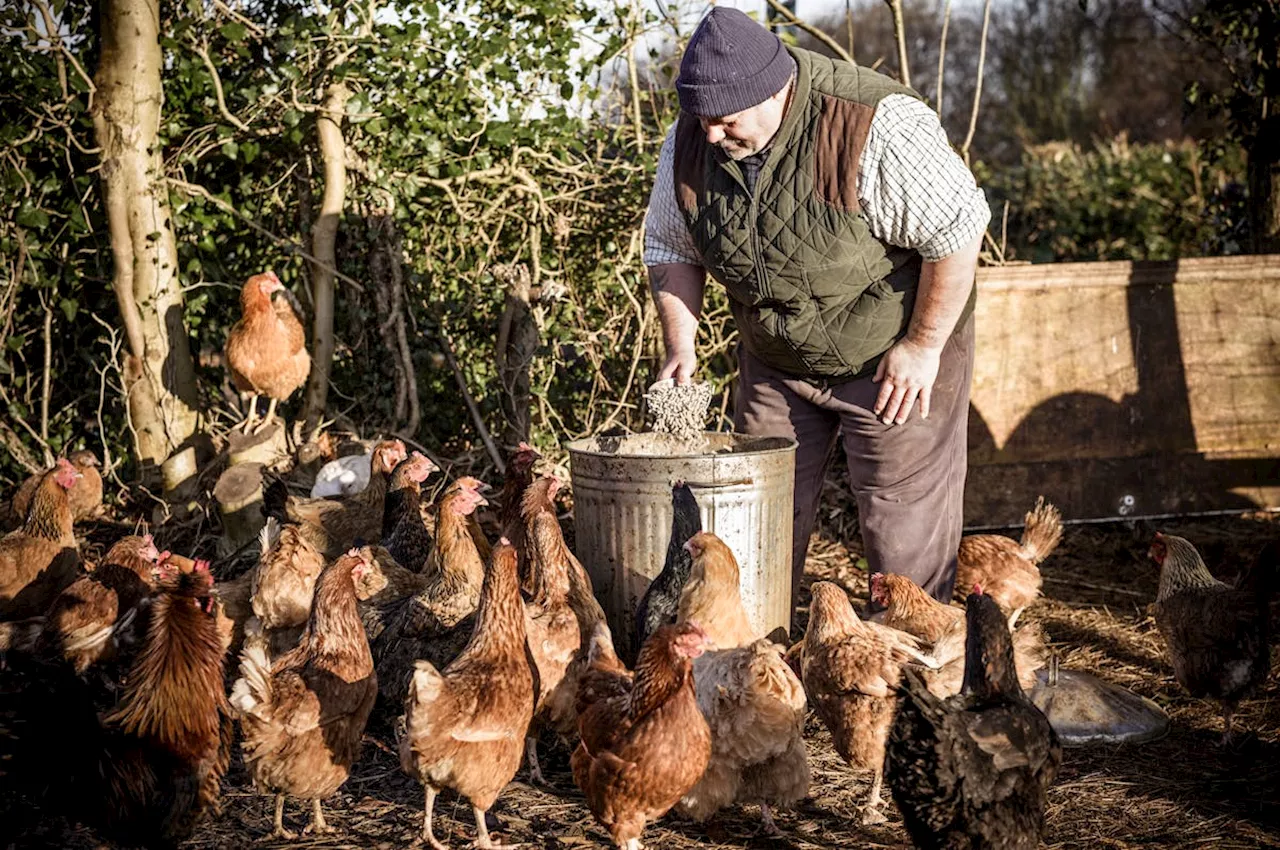 Un « rare » cas humain de grippe aviaire détecté au Royaume-Uni : ce que l'on sait