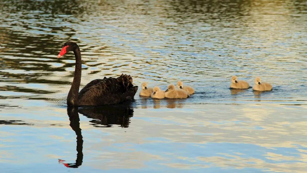 'Most complex wildlife emergency ever': The Australian species at high risk of bird flu