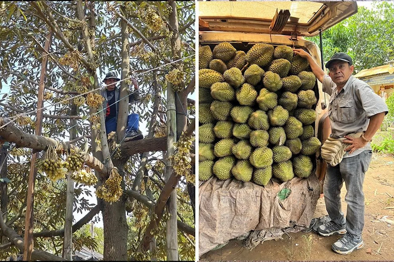 Durian pioneer changing the way Cambodia grows ‘King of Fruit'