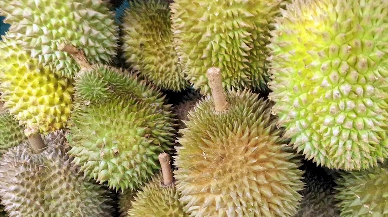 Tragedi Durian di Way Kanan: Sopir Lemah, Warga Berjubel Menjarah