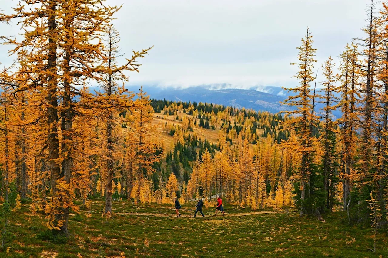 Hiking on Pacific Crest Trail Into Canada Now Requires Designated Entry Point