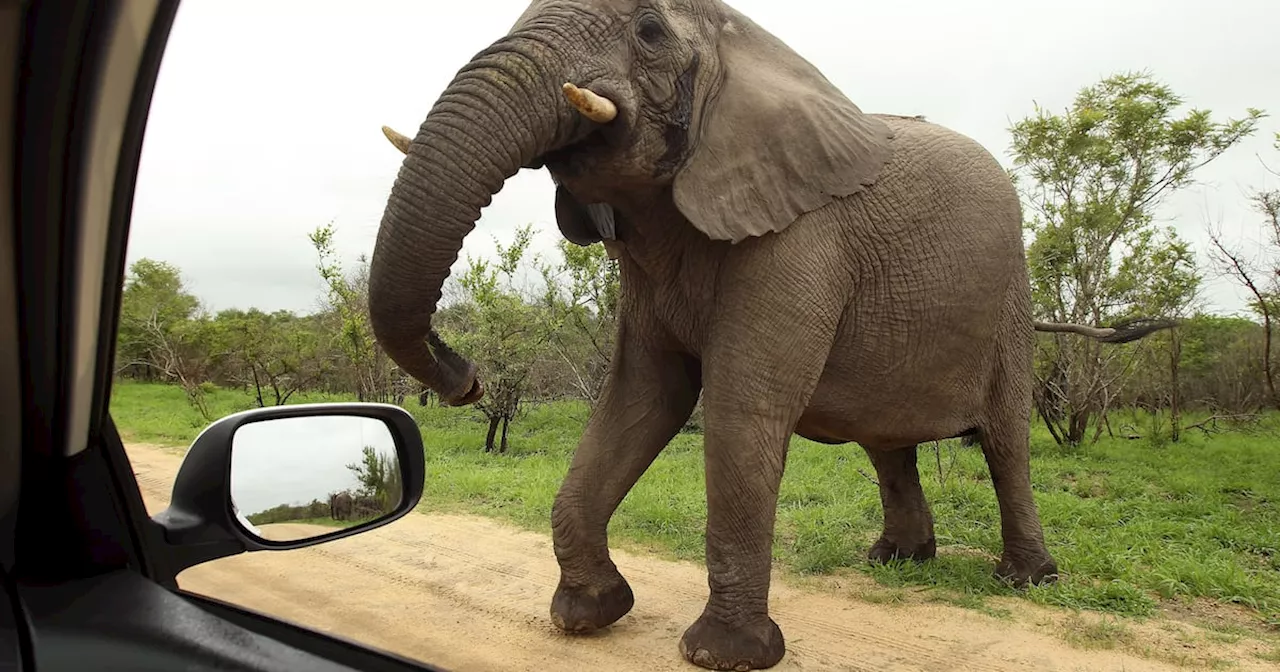 Tourist Trampled to Death by Elephant at Famous National Park