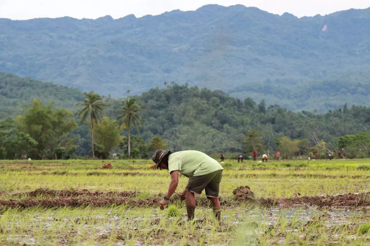 Philippines' Agriculture Output Contracts for Third Straight Quarter