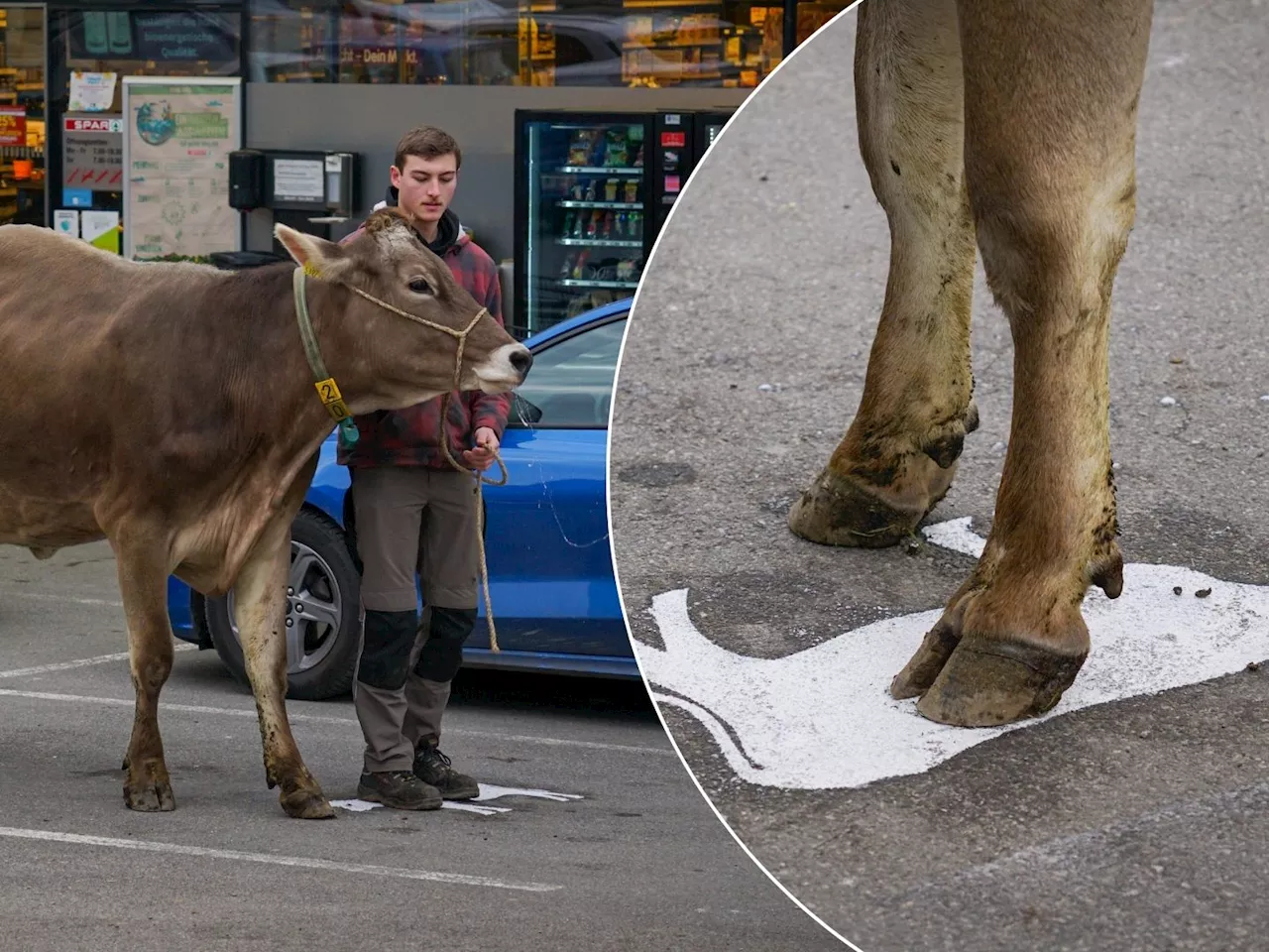  Erster Kuhparkplatz in Schwarzach